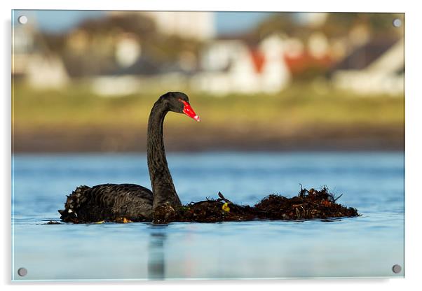 The Black Swan Acrylic by Mark Medcalf