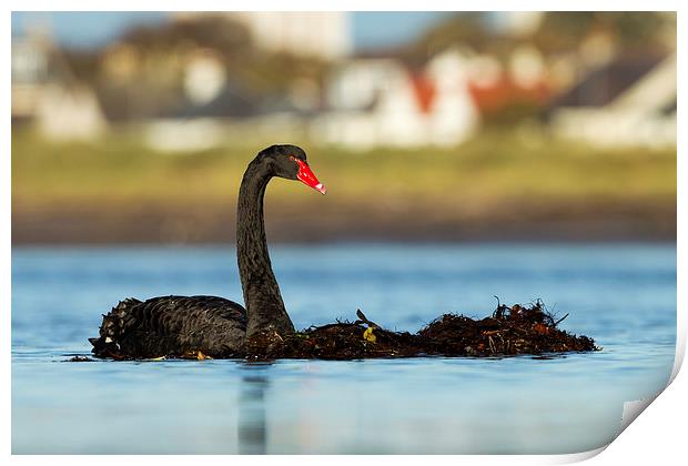 The Black Swan Print by Mark Medcalf