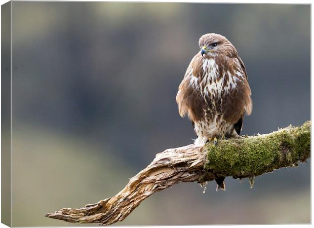 Buzzard on the Look Out Canvas Print by Mark Medcalf