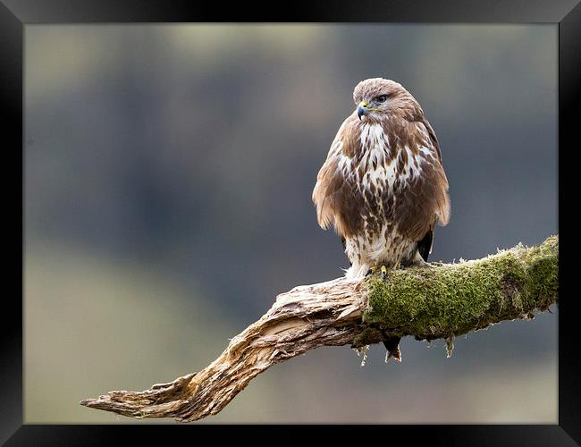 Buzzard on the Look Out Framed Print by Mark Medcalf