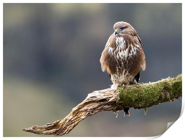 Buzzard on the Look Out Print by Mark Medcalf