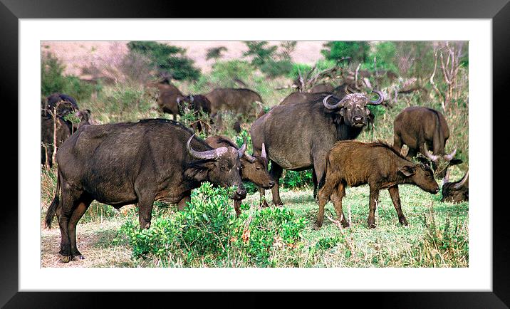 JST2902 Buffalo herd Masai Mara Framed Mounted Print by Jim Tampin