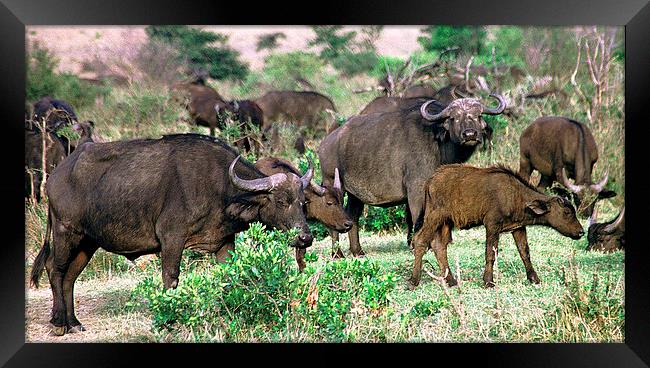 JST2902 Buffalo herd Masai Mara Framed Print by Jim Tampin