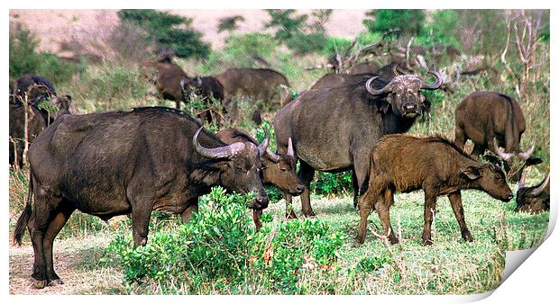 JST2902 Buffalo herd Masai Mara Print by Jim Tampin