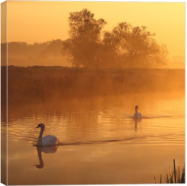 Swans in the mist Canvas Print by Simon Drew