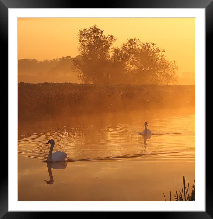 Swans in the mist Framed Mounted Print by Simon Drew