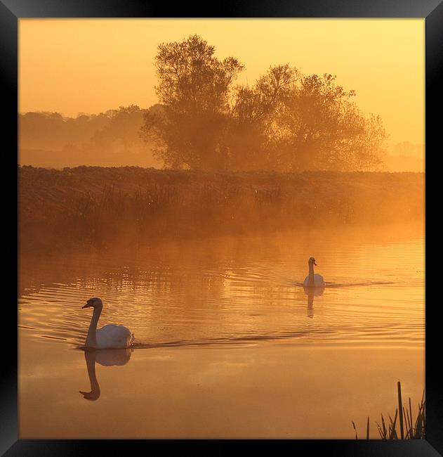Swans in the mist Framed Print by Simon Drew