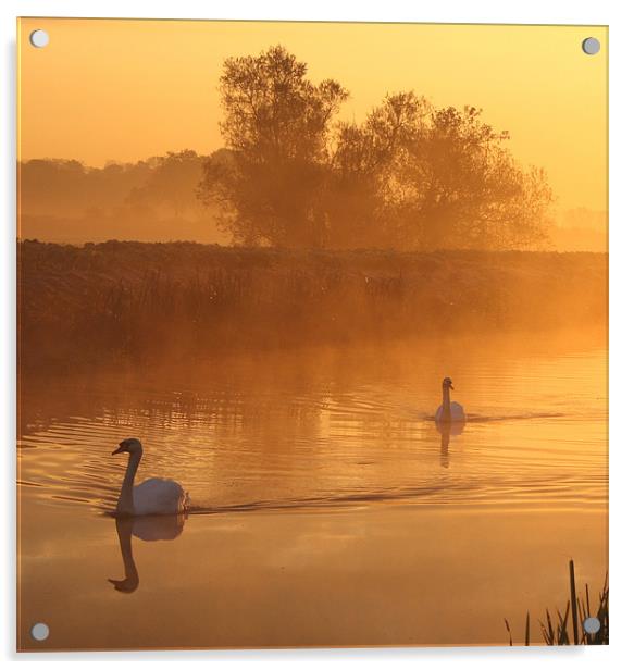 Swans in the mist Acrylic by Simon Drew