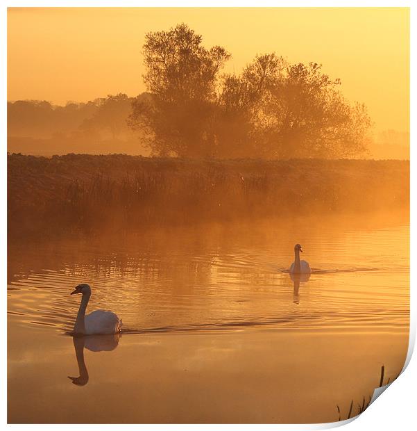 Swans in the mist Print by Simon Drew
