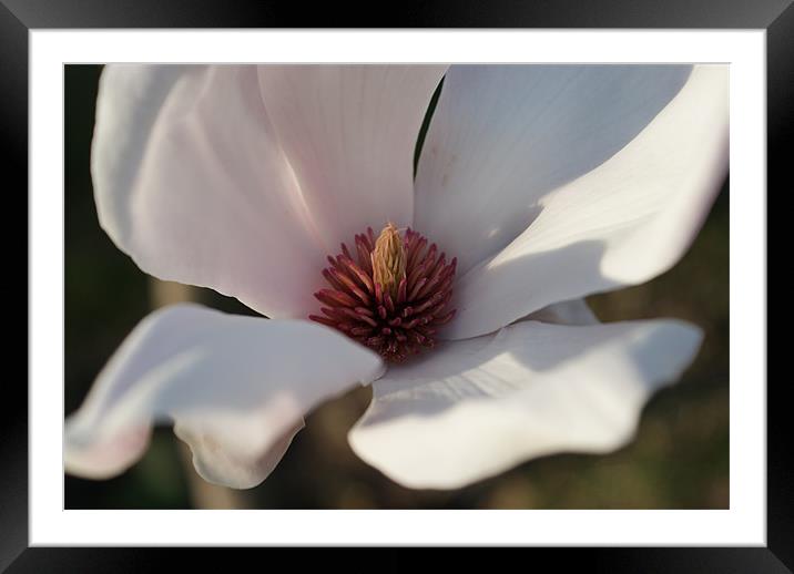 Magnolia Framed Mounted Print by Luis Lajas