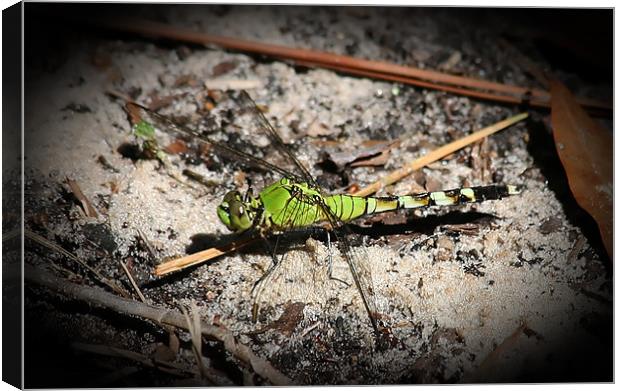 Green Dragonfly Canvas Print by Thomas Grob