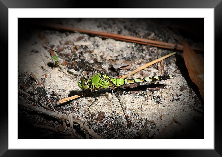 Green Dragonfly Framed Mounted Print by Thomas Grob