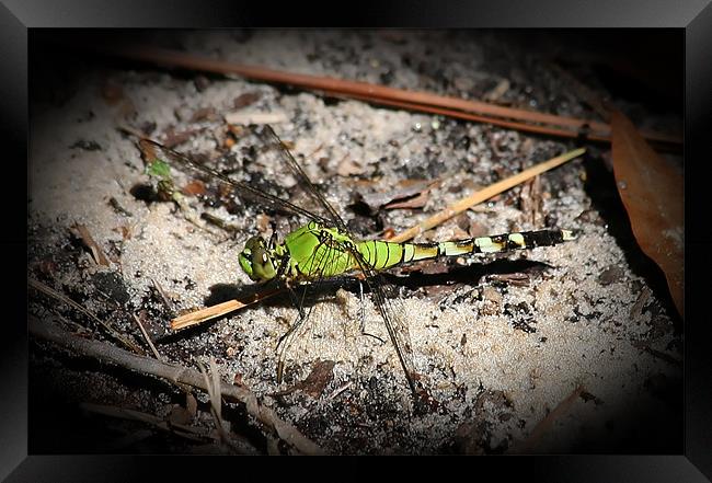 Green Dragonfly Framed Print by Thomas Grob