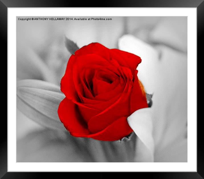 RED ROSE Framed Mounted Print by Anthony Kellaway