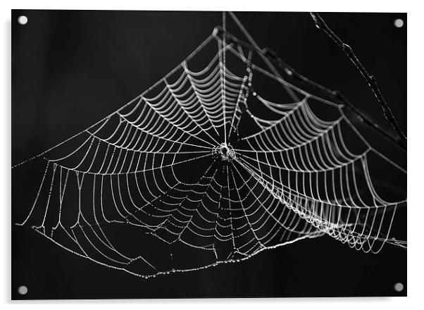 Spiders web Acrylic by Rory Trappe