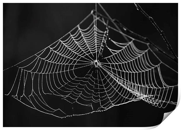 Spiders web Print by Rory Trappe