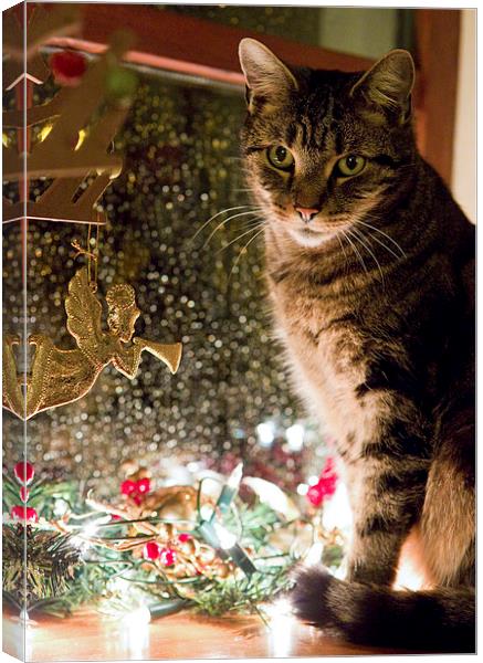 Cat at Christmas Canvas Print by Rory Trappe