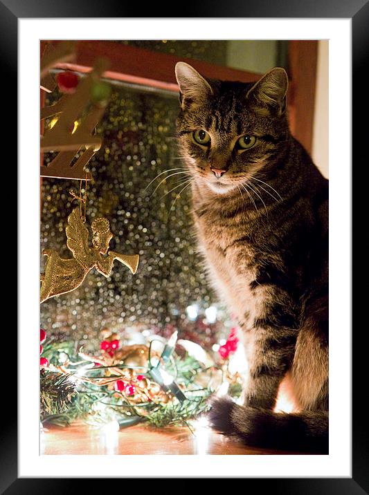 Cat at Christmas Framed Mounted Print by Rory Trappe