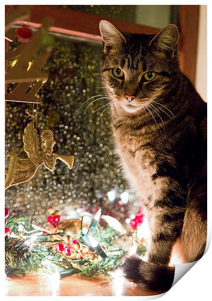 Cat at Christmas Print by Rory Trappe