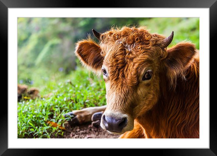 young calf lying down Framed Mounted Print by Craig Lapsley