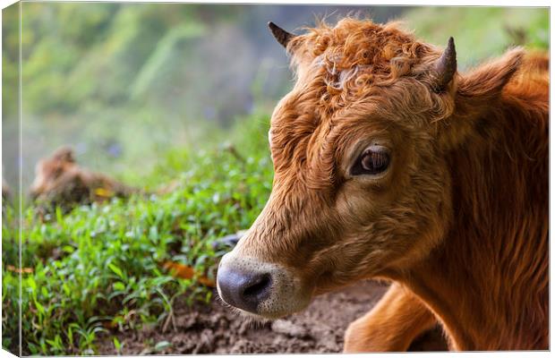 young calf lying down Canvas Print by Craig Lapsley
