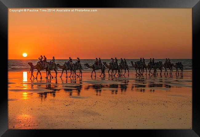 Camels, Cable Beach, Western Australia Framed Print by Pauline Tims