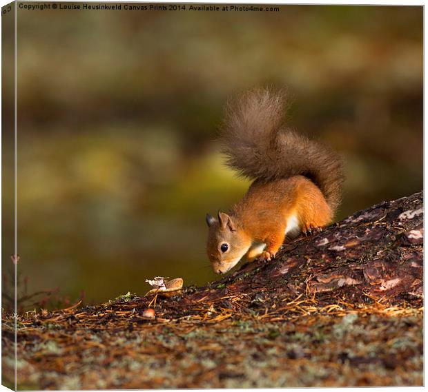 Red Squirrel Searching for Food Canvas Print by Louise Heusinkveld