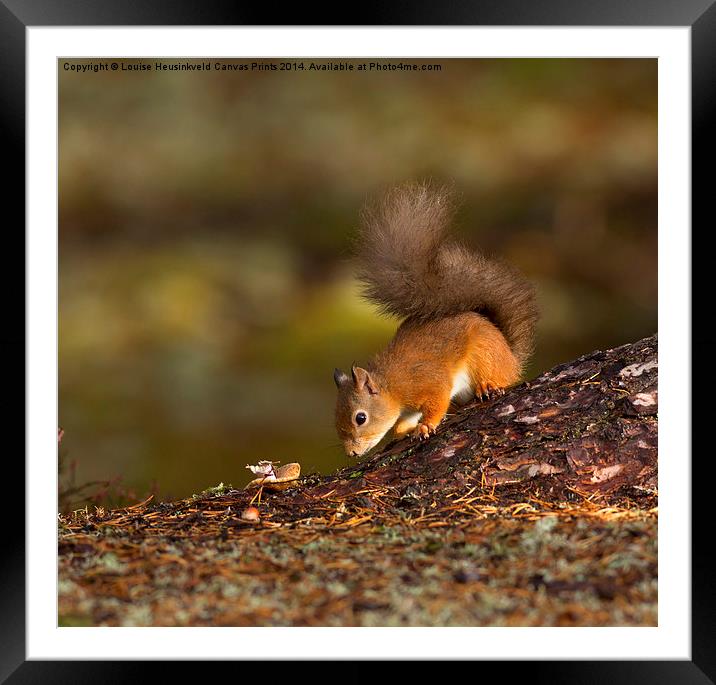 Red Squirrel Searching for Food Framed Mounted Print by Louise Heusinkveld