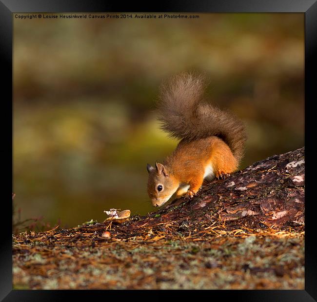 Red Squirrel Searching for Food Framed Print by Louise Heusinkveld