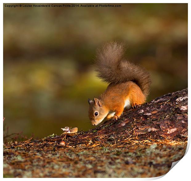 Red Squirrel Searching for Food Print by Louise Heusinkveld