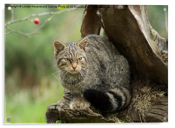 Scottish wildcat, Felis silvestris Acrylic by Louise Heusinkveld