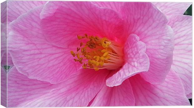 Pink camellia Canvas Print by Elaine Pearson