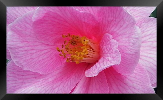 Pink camellia Framed Print by Elaine Pearson