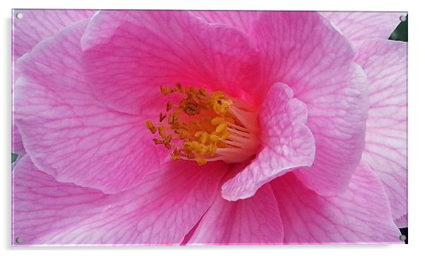 Pink camellia Acrylic by Elaine Pearson