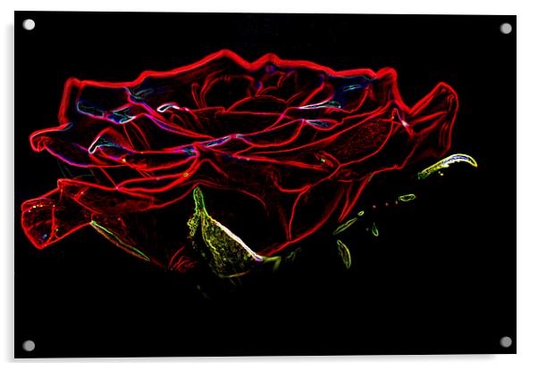 Glowing Red Rose Acrylic by Steve Purnell