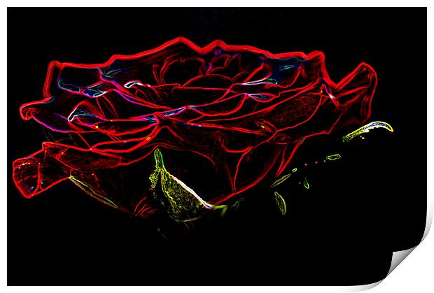 Glowing Red Rose Print by Steve Purnell