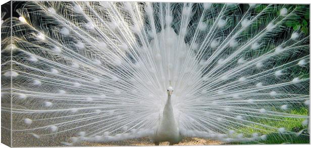 White Peacock Canvas Print by Karen Broome