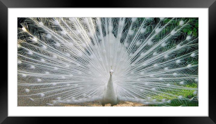 White Peacock Framed Mounted Print by Karen Broome