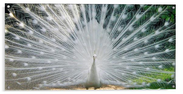 White Peacock Acrylic by Karen Broome
