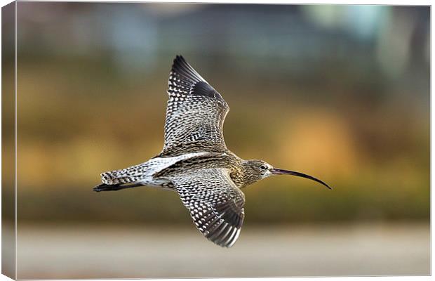Autumn Curlew Canvas Print by Mark Medcalf