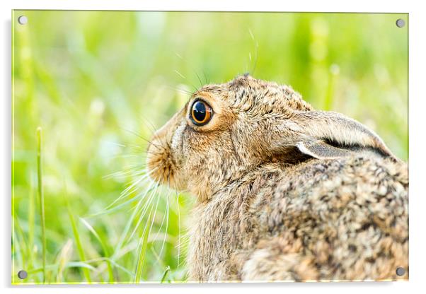Summer Hare Acrylic by Mark Medcalf