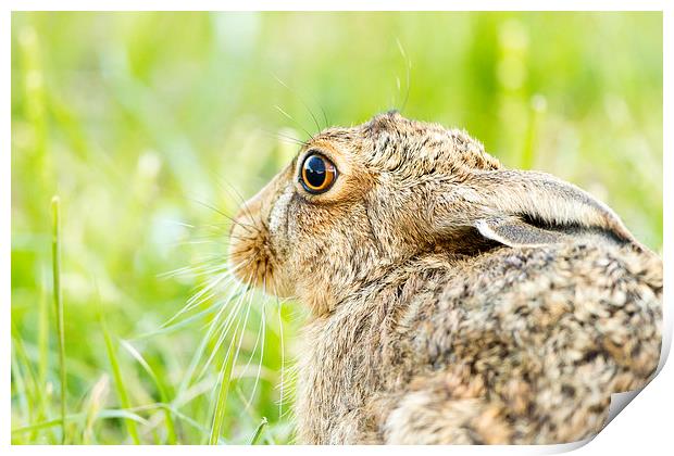 Summer Hare Print by Mark Medcalf