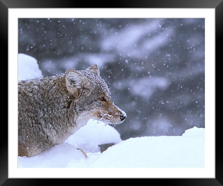 Frosty Coyote Framed Mounted Print by Gary Beeler