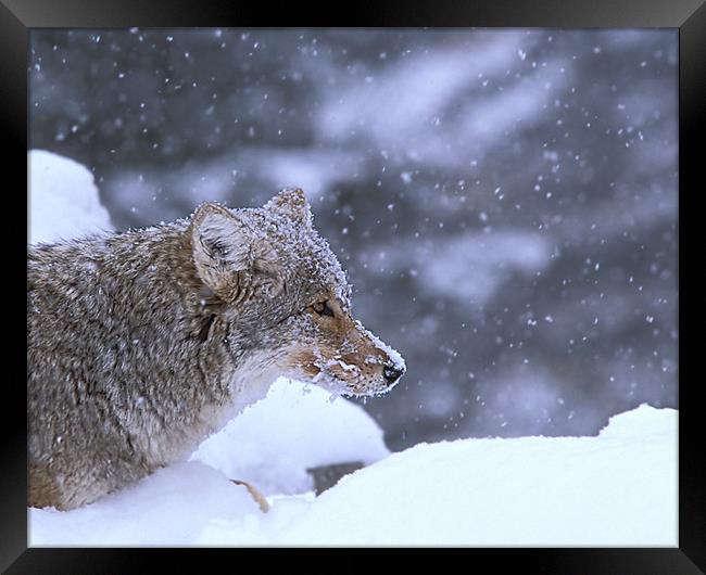 Frosty Coyote Framed Print by Gary Beeler
