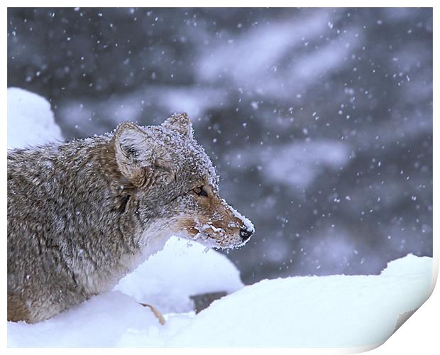 Frosty Coyote Print by Gary Beeler