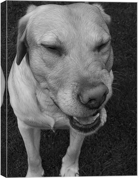 Baileys impersonation of Elvis Canvas Print by Fiona Messenger