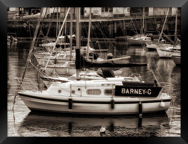 Barney G at Paignton Harbour Framed Print by Jay Lethbridge