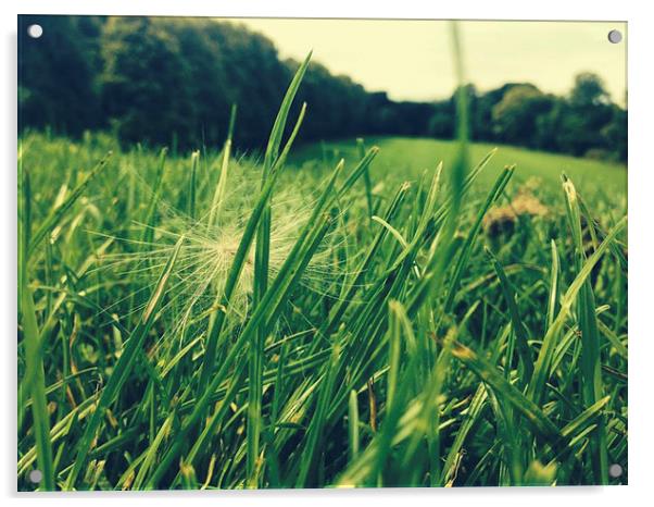 A wish in the grass Acrylic by carolann walker