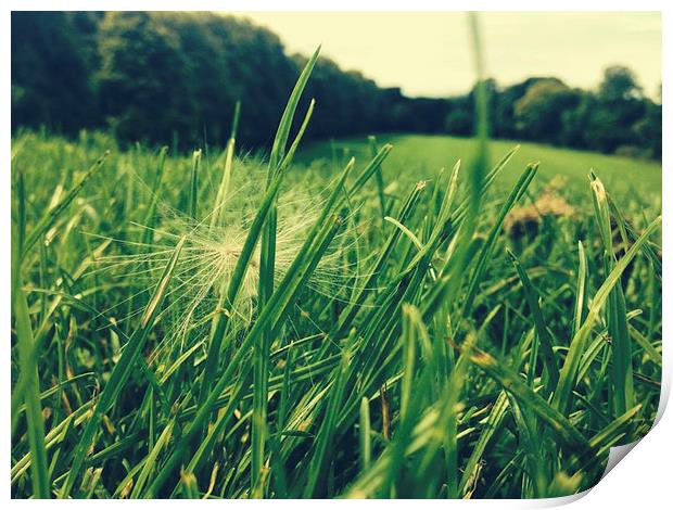 A wish in the grass Print by carolann walker