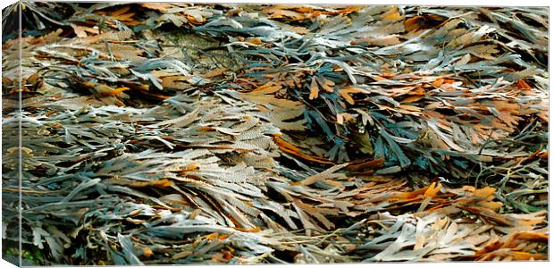 Seaweed Canvas Print by Sharon Lisa Clarke